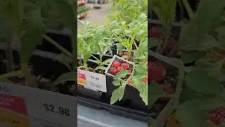 SHOPPING FOR VEGETABLE PLANTS FOR MY GARDEN