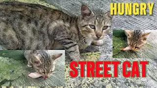 Poor hungry street cat