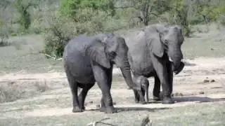 Elephants at Watering Hole