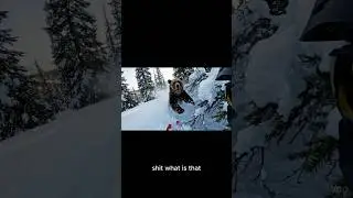 Adventure, #shorts, #bear, #skiing