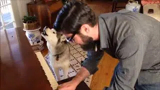 HUSKIES SING THE BLUES COLLECTION