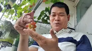 PAANO MAGTANIM NG UBAS SA BOTE AT MAPABUNGA NG MARAMI (with ENG subs)