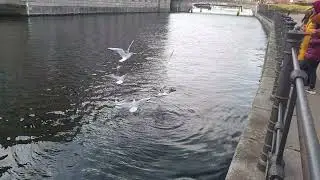 Bird feeding @ James Simon Park, Berlin