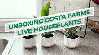 Unboxing + Review of Costa Farms Houseplants 3 Pack