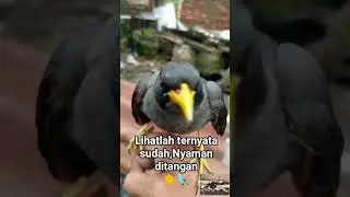 burung jalak @StoryBirds @AngryBirds @shortmusical @HiburanPopuler #birds #burung