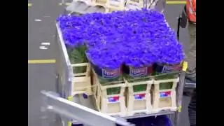 The Cut Flower Industry - Where it all started, where it is now.
