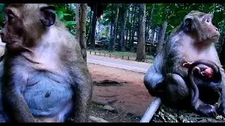 Now Popeye not care Sweetpea cos mom Popeye have Newborn Polly , Sp cry cos hungry food  |