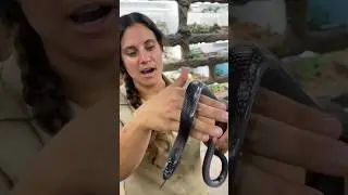 Gorgeous Mexican King Snake🤩