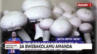 Agataliikonfuufu: Okugatta omutindo ku kasasiro ng'okola amanda agabugumya obukoko mu buluuda.