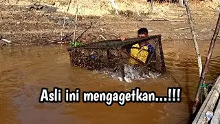 Panen ikan lagi,perangkap ikan kami kembali di masuki ratusan ekor ikan baung penghuni sungai