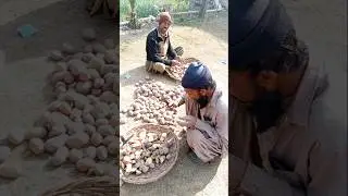 Potato seeds cutting #farming #farming101 #agriculture
