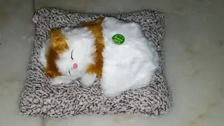 😻😾Fav cat🎁😾😻
