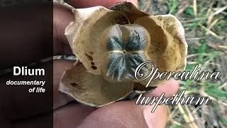 Turpeth (Operculina turpethum) - part 2