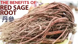 The Benefits of Red Sage Root Tea