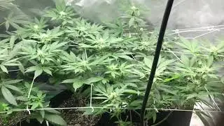 1st grow. Learned EVERYTHING from THE GROWBOSS.