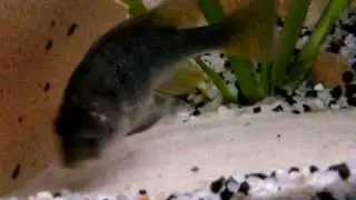 Haplochromis nubilus