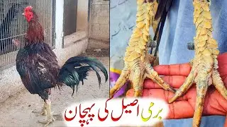 Pure burmi breed aseel | Burmi Aseel Murga | burmi aseel ki pehchan #burmi #aseel #rooster
