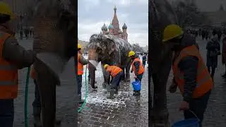 В Москве рабочие из Индии помыли слона прямо на Красной площади