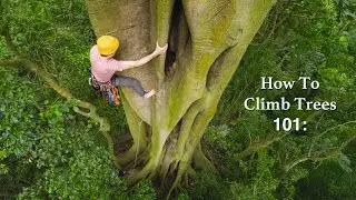 3 Day Tree Climbing Challenge: Can I Coach Pro Highliner @Yehslacks to Climb Giant Trees?