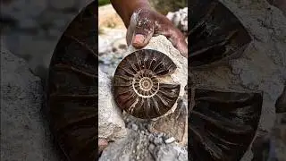 Wow amazing Primitive humans discovered ammonite fossil stones