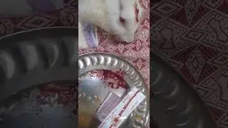 #trending #rakhi #rabbit #rakhi2023