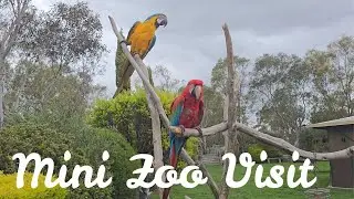 Mini Zoo visit#zoo #farm #animallife #animallovers #farmlife #zooanimals #farmer #rurallife #viral