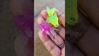 Fishing shorts #fish video#fishing shorts#🐠🐠🐠🐠🐠🐠
