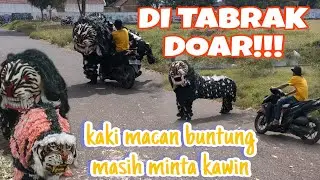 VIRAL!!! MACAN DI TABRAK MOTOR KAKINYA BUNTUNG