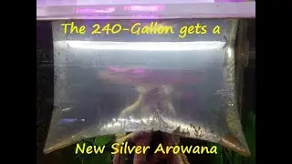 Wife bought me a New Silver Arowana off Marketplace