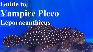 Руководство по вампирическому плекосу (Leporacanthicus spp.)