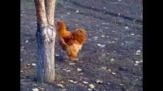 Large Buff Cochin Chickens Part 1