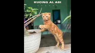 KUCING SCOTTISH FOLD ORANGE  IMUT DAN LUCU #kucinglucu #scottishfoldorange #scottishfoldcat