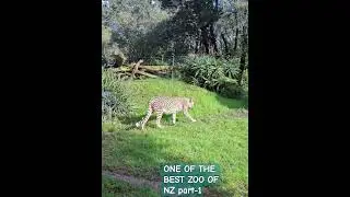 Did you see one of the best ZOO of New Zealand? Look at big cat and house in Zoo! #shorts