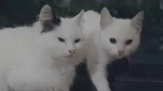 These cuties wanted to enter our house