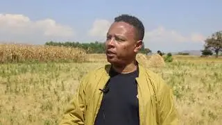 የደረሱ ሰብሎችን በመሰብሰብ ምርትን ከብክነት እንከላከል 