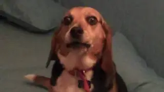 CHICAGO BEAGLE DISCUSSES POLITICS