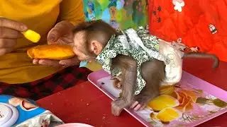 Hurry Up Mom !! The Clever Baby LIORA Couldn't Resist The Sight Of The Sweet Ripe Mangoes