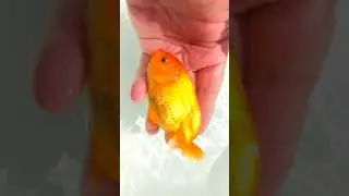 DSCF2385