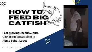 HOW TO FEED BIG CATFISH ~ FAST GROWING  PURE CLARIAS SEEDS SUPPLIED TO ABULE EGBA LAGOS (25/11/2021)