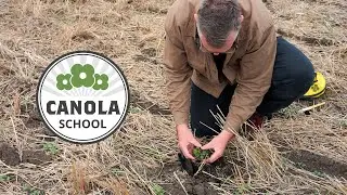 Canola School: Maximizing yields with early season scouting