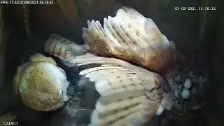 Barn Owl Box Live