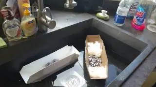 Ari Science Fair Test
