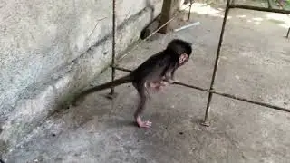 Baby Monkey Lily Play Outside