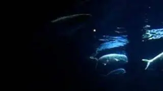 Great White 011407