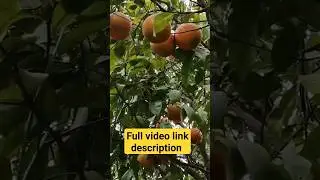 संतरा का बाग #shorts #orangekabag #orange #bag #farming #kisan #santra