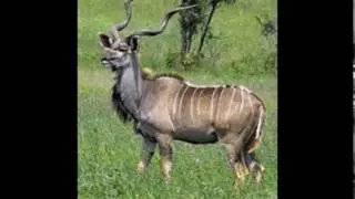 tragelaphus strepsiceros