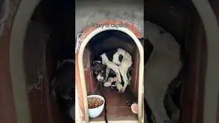 She shivered in the cold rain, #usa #canada #reels #rescue #uk #viral