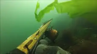 Chasing Reef Dwellers July 2019