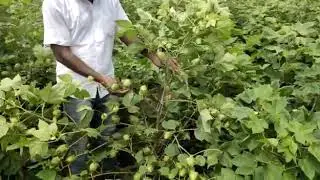 Prabhat seeds cotton Supercot115
