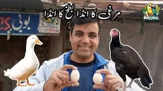 Hen egg and duck egg || pets rakho Andy Khao fresh 